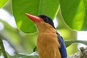 Buff-breasted Paradise-Kingfisher (Tanysiptera sylvia)